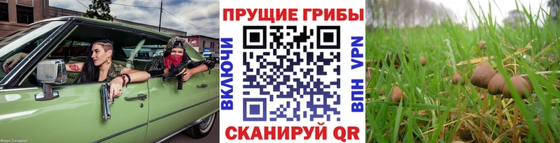Галлюциногенные грибы MAGIC MUSHROOMS  Тамбов 